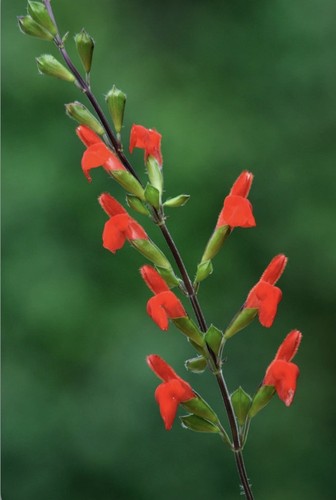 Salvia blepharophylla eye - blepharophylla,,