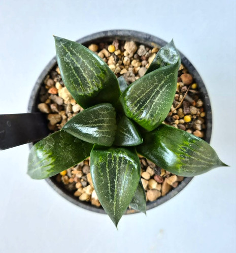 Haworthia correcta hybrid - correcta,