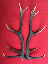 PAIR OF RED DEER ANTLERS 771g