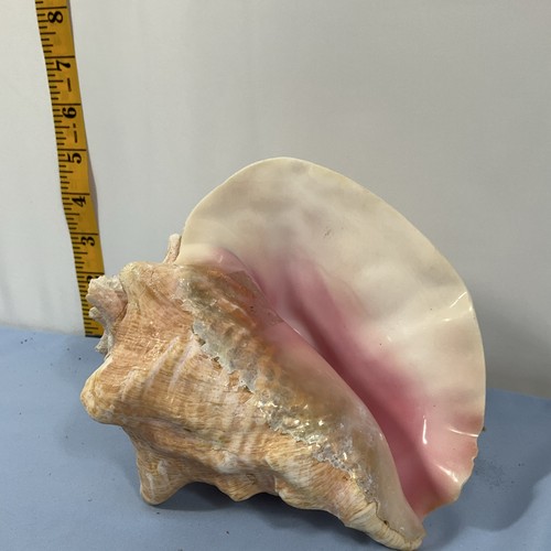 Large conch shell seashell - large,