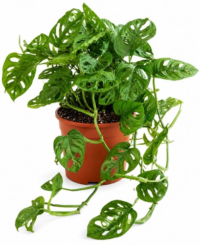 Monstera adansonii 12cm pot - adansonii,