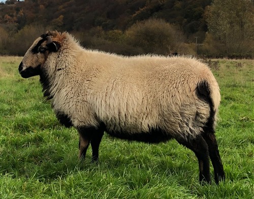 Whole raw sheep fleece - whole,