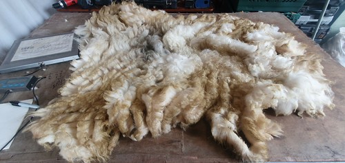 Raw sheep fleece - raw,