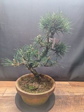 Cork Bark Japanese black pine