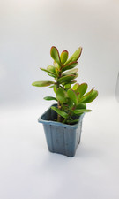 Money tree Jade plant -