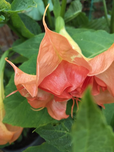 Brugmansia smart rooted - ds,
