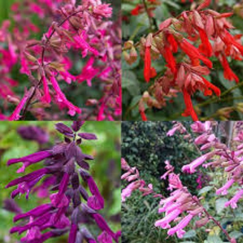 Salvia hybrid mixed - ,