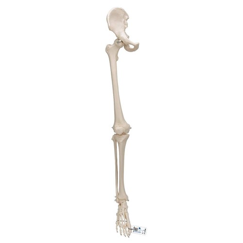 Anatomical 1 human - 3b,