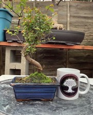 Sageretia Chinese sweet plum