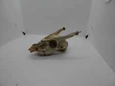 Juvenile Muntjac Deer Skull with small Antlers Sherwood Forest Robin Hood 