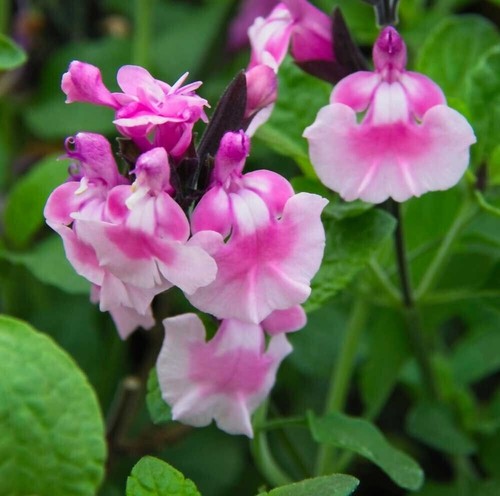 Salvia angels wings - ,