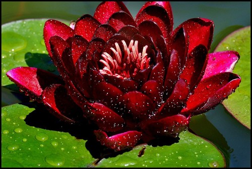 Burgundy princess red water - red,