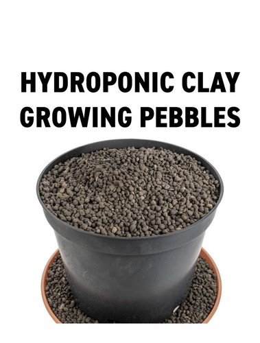 Clay pebbles growing - clay,