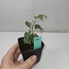 Ficus Benjamina Rooted Cutting Growing Plant Potted In nursery Pot