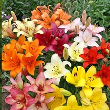 Asiatic Lilies Mix (10 Pack of
