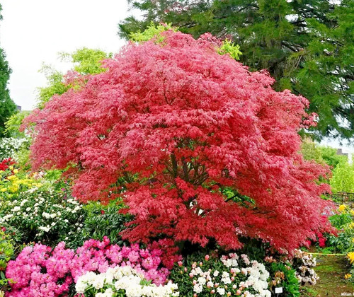 Acer palmatum shirazz - acer,