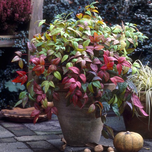 Nandina domestica fire - domestica, 'fire