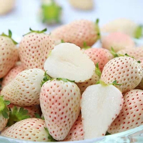 100 white strawberry - strawberry, seeds