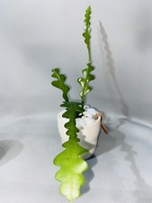 Fishbone Cactus | Epiphyllum