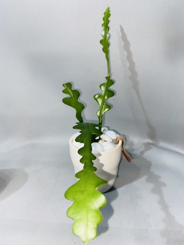 Fishbone cactus epiphyllum - fishbone,