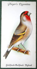 GOLDFINCH BULLFINCH  HYBRID   Vintage 1933 Illustrated Cage Bird Card  JE09MS