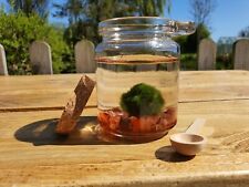 Moss Ball Pet & CARNELIAN Mossarium Desk Plant Gemstone Marimo Terrarium GIFT