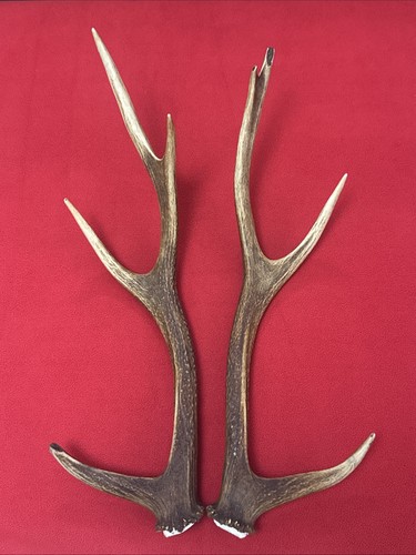 Pair sika deer antlers - pair, of