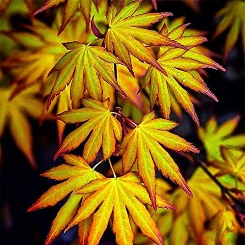 Acer palmatum katsura - palmatum, 'katsura'