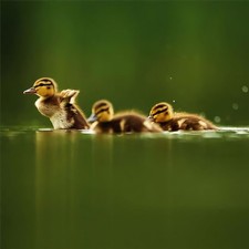 Wwf mallard ducklings - ducklings, card