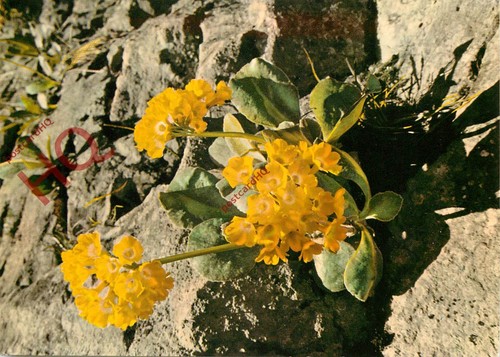 Picture postcard flower - picture, postcard>>flower