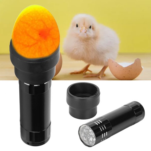 Egg candler tester - egg,