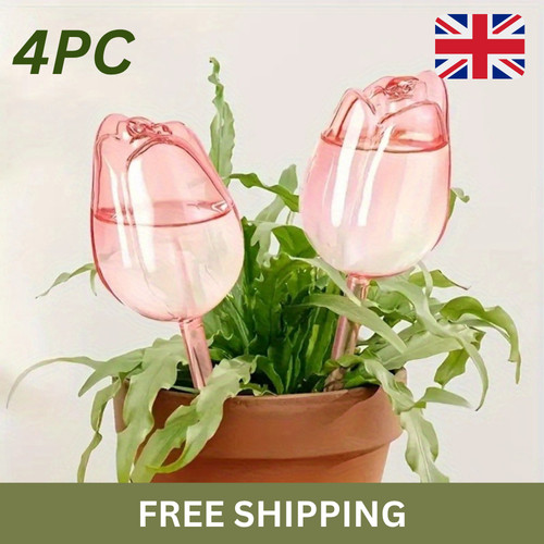 Pink tulip plant watering - tulip,