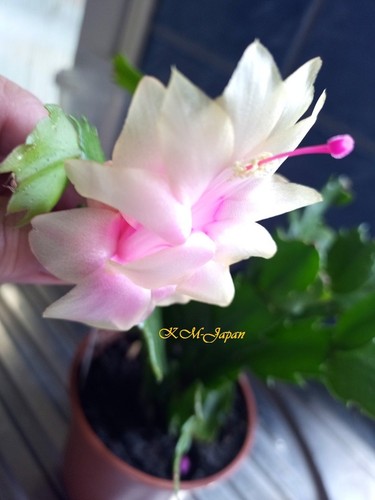 Christmas cactus schlumbergera - cactus,