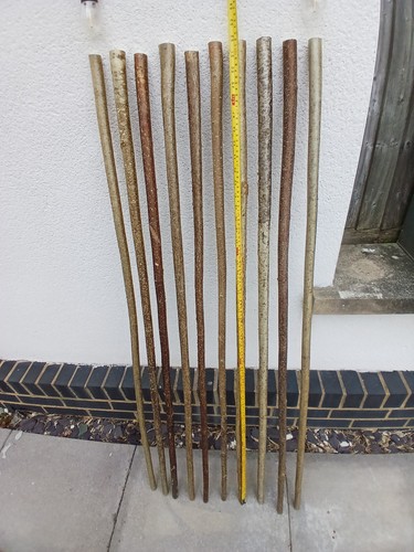 Hazel walking stick shanks - hazel,