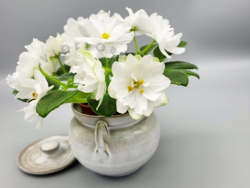 African violet vera apple - african,