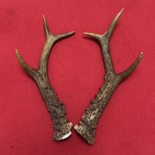 Pair roe deer - deer, antlers