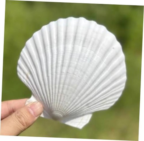 Pcs large scallop shells - 10,
