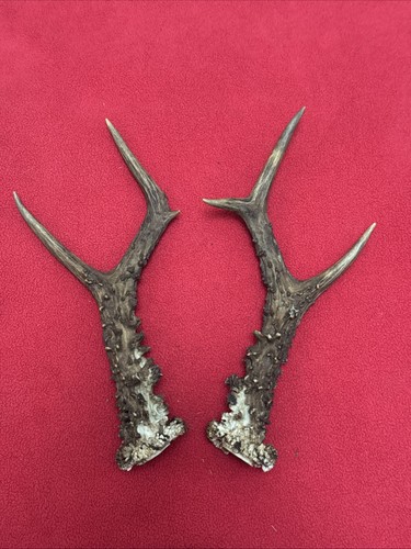Pair roe deer antlers 170g - deer,