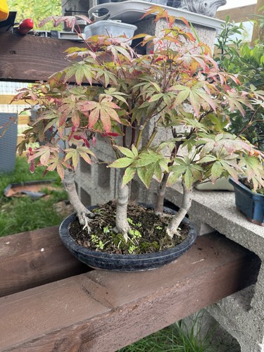 Japanese maple - maple, (forest