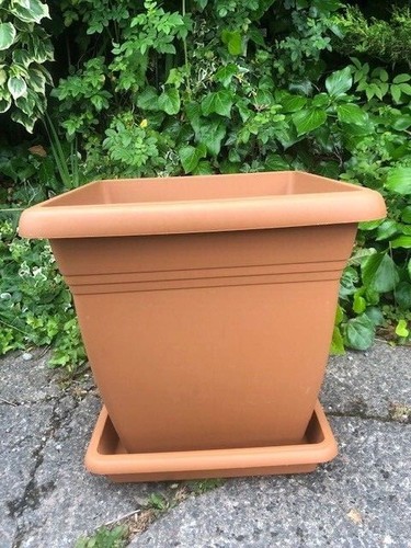Large 40cm square plant - square,