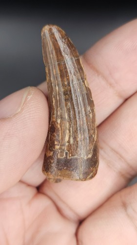 Suchomimus dinosaur tooth - dinosaur,