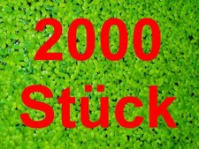 ***DUCKWEED 2000 PCS*** Lemna Floating Plant Anti Algae Pond Aquarium Fish Tank 