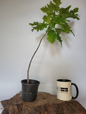 Shohin Oak Tree Bonsai