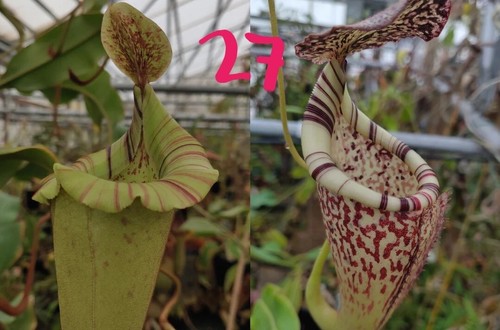 Nepenthes veitchii big - (veitchii,