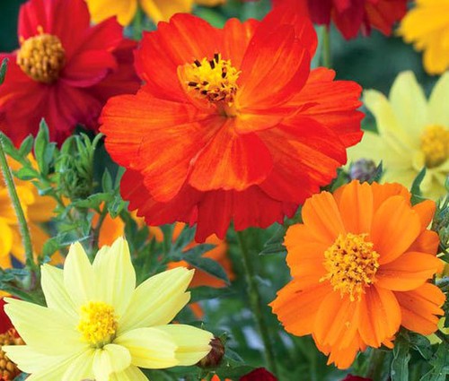 Cosmos sulphur mixed - cosmos,