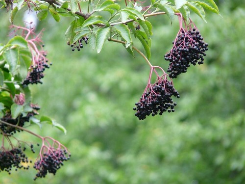 Wild elder sambucus nigra - elder, nigra]