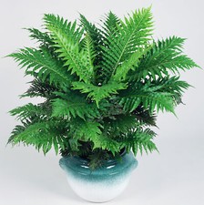Elegant Blechnum Silver Lady |