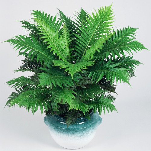 Elegant blechnum silver - elegant, |