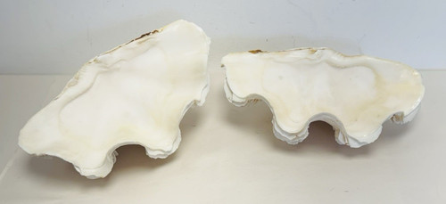 Pair vintage clam - of,