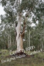 Eucalyptus Rubida - Candlebark